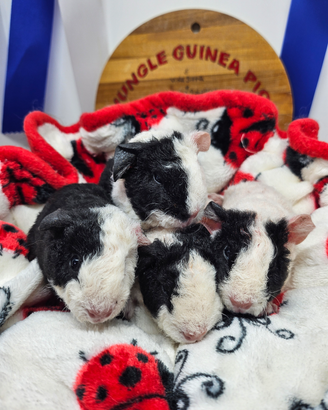 Porcellino d'india razza Us Teddy