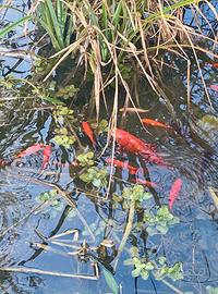 Pesci ROSSI da laghetto o Pond