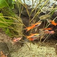 Pesci Acquario Guppy Endler