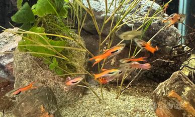 Pesci Acquario Guppy Endler