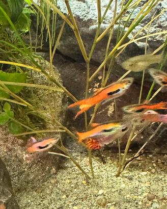 Pesci Acquario Guppy Endler