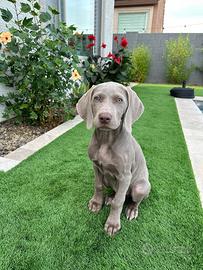 Cucciola weimaraner