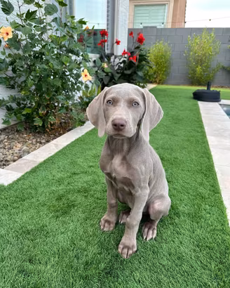 Cucciola weimaraner
