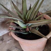 Aloe con vaso 50 euro