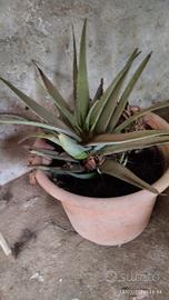  Aloe con vaso 50 euro