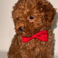 Cucciola Barboncino Mini Toy