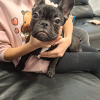 Cuccioli bulldog francese