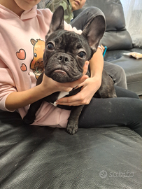 Cuccioli bulldog francese
