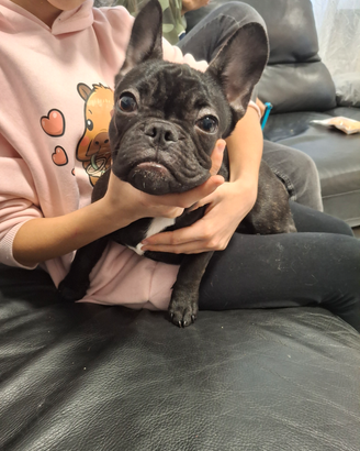 Cuccioli bulldog francese