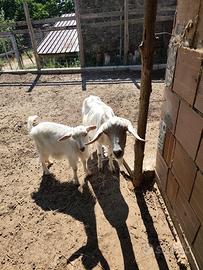 Capra saneen più capretta