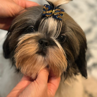 Shih Tzu allevamento