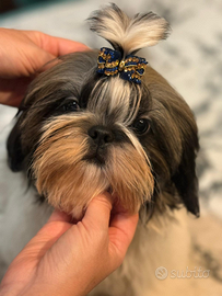 Shih Tzu allevamento