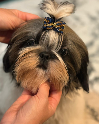 Shih Tzu allevamento