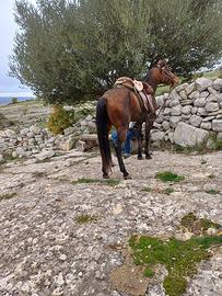 Cavallo castrone di 3 anni quarter Horse