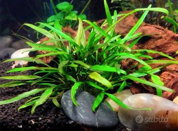 Cryptocoryne Lucens