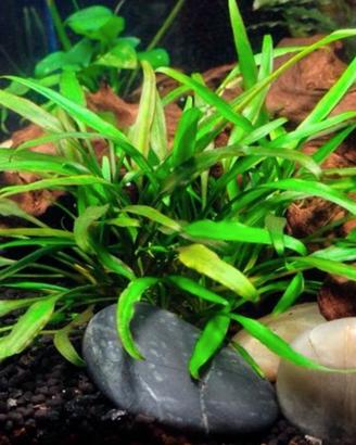 Cryptocoryne Lucens