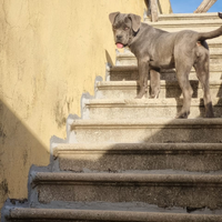 Cane corso femina