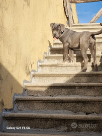 Cane corso femina