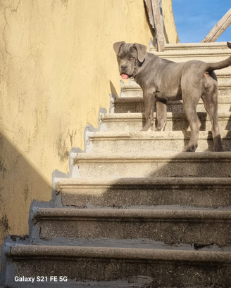 Cane corso femina