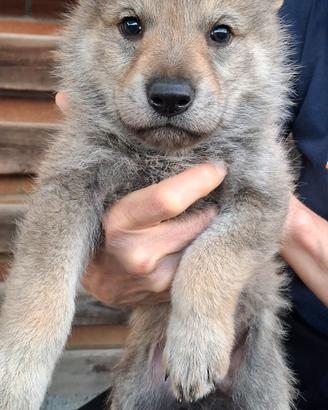 Cuccioli cane lupo cecoslovacco
