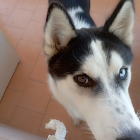 Cucciolo di husky