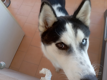 Cucciolo di husky