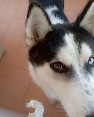 Cucciolo di husky