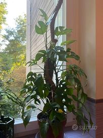 Monstera Minima - Rhaphidophora tetrasperma