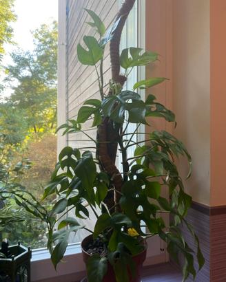 Monstera Minima - Rhaphidophora tetrasperma
