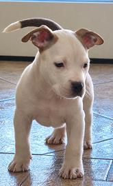 Femmina American Bully Pocket Con pedigree ABKC