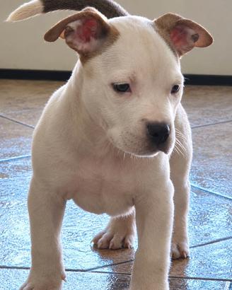 Femmina American Bully Pocket Con pedigree ABKC