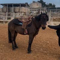 Cavallo per principianti