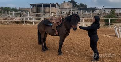 Cavallo per principianti