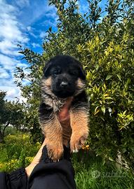 Cuccioli di pastore tedesco