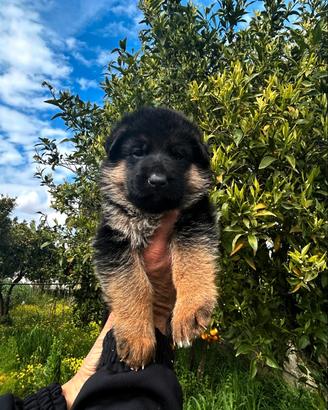 Cuccioli di pastore tedesco