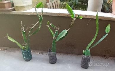 3 vasetti di Pitaya Dragon Fruit, 2 euro