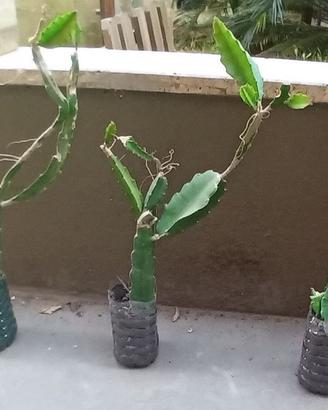 3 vasetti di Pitaya Dragon Fruit, 2 euro