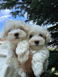 Maltese&maltese