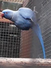 Parrocchetti dal collare