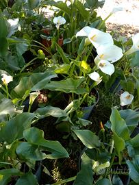 stelo calla