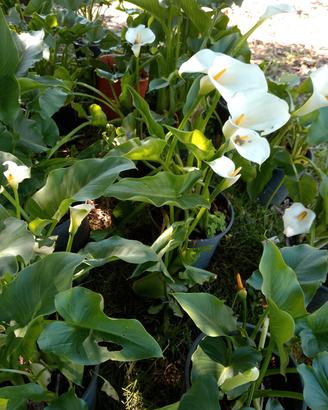 stelo calla