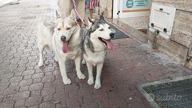 Husky femmine