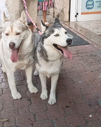 Husky femmine