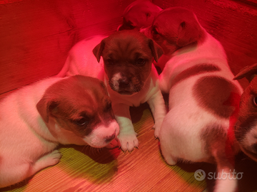Jack russell terrier cuccioli a pelo corto