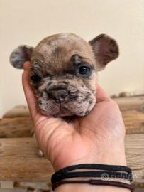 BullDog Francese (ULTIMO PREZZO X NATALE)