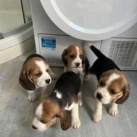 Cuccioli di Beagle