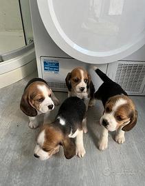 Cuccioli di Beagle