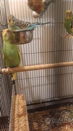 Animali
