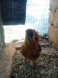 Gallo razza moroseta
