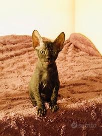 Donskoy sphynx